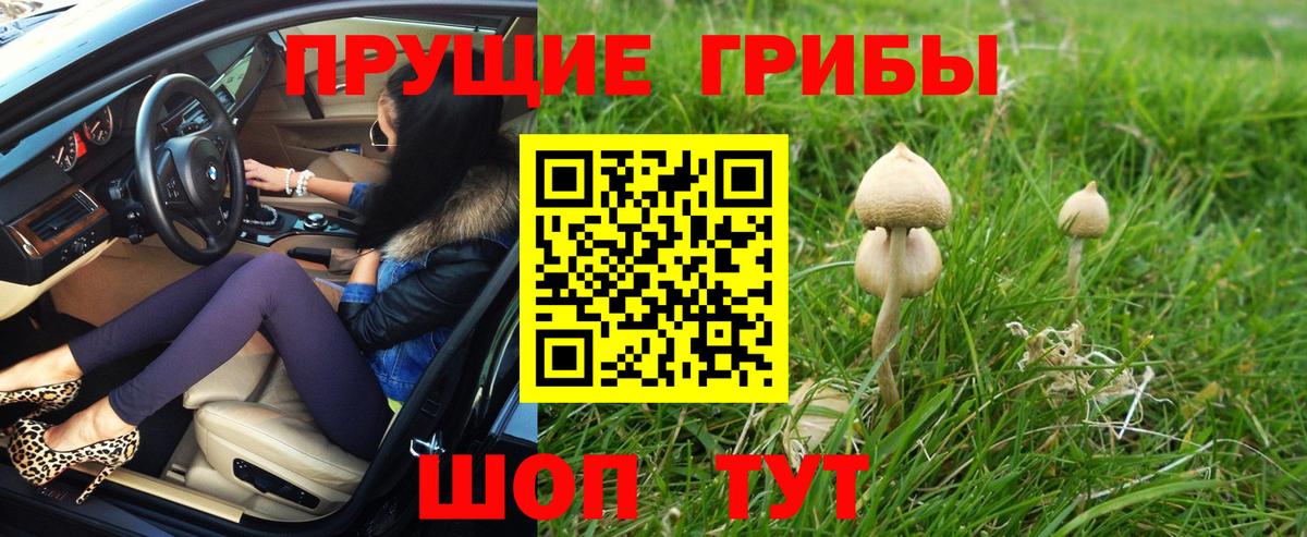 Псилоцибиновые грибы Cubensis  Вход с VPN  Кашира 